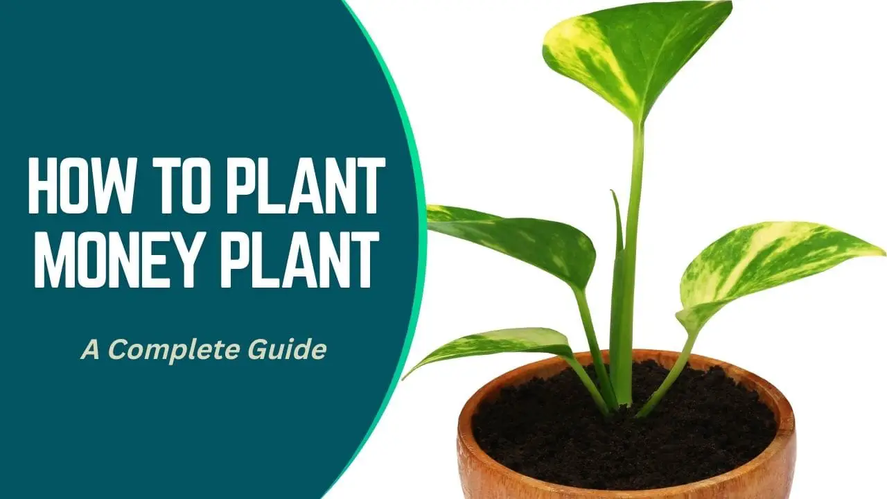 How To Plant Money Plant