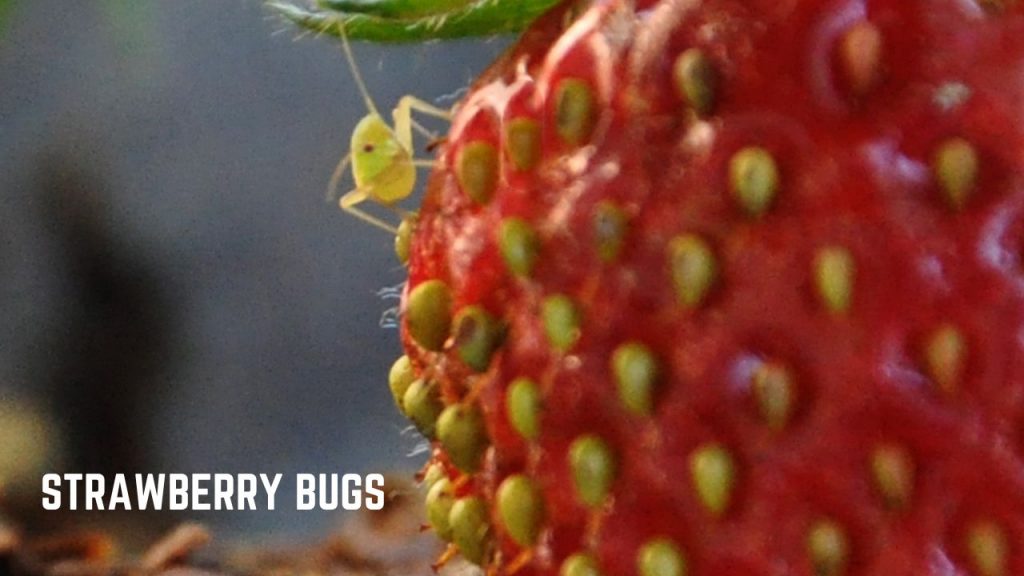 how to get rid of strawberry bugs