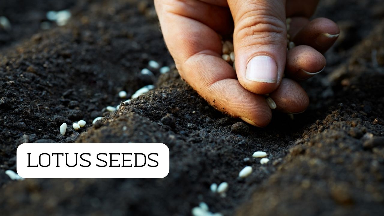 How To Plant Lotus Seeds A Guide To Growing Lotus Seeds