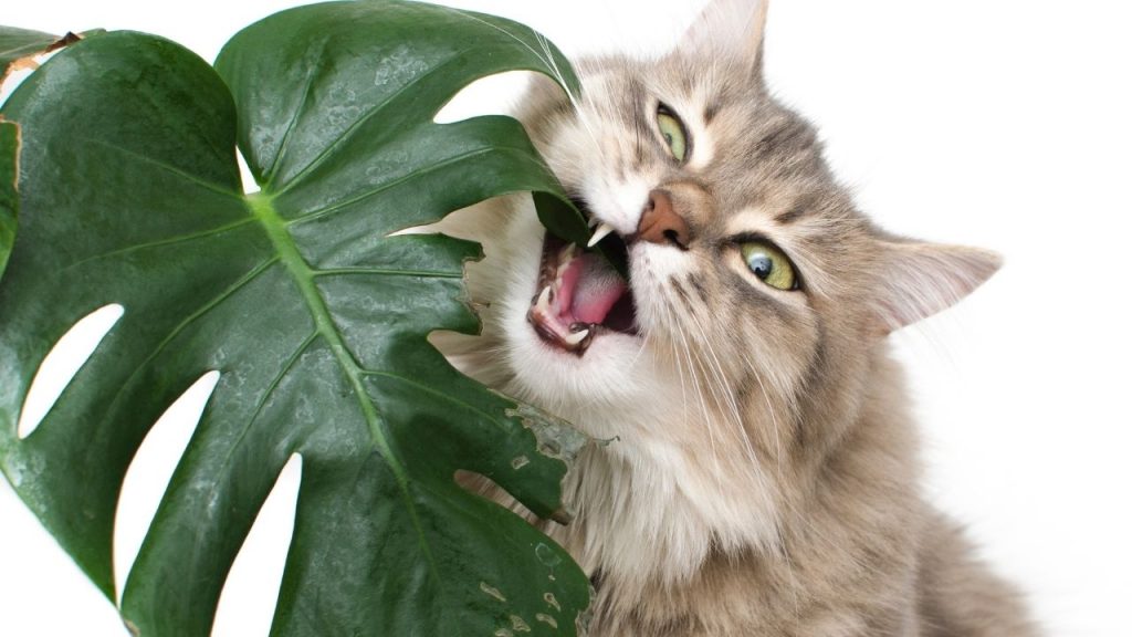 How To Keep Cats Away From Toxic Plants