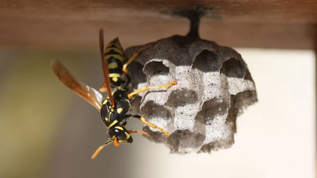 Wasps control from yard