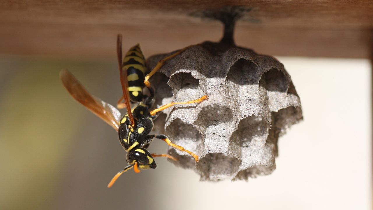 How To Get Rid Of Wasps From Your Yard 11 Organic Ways