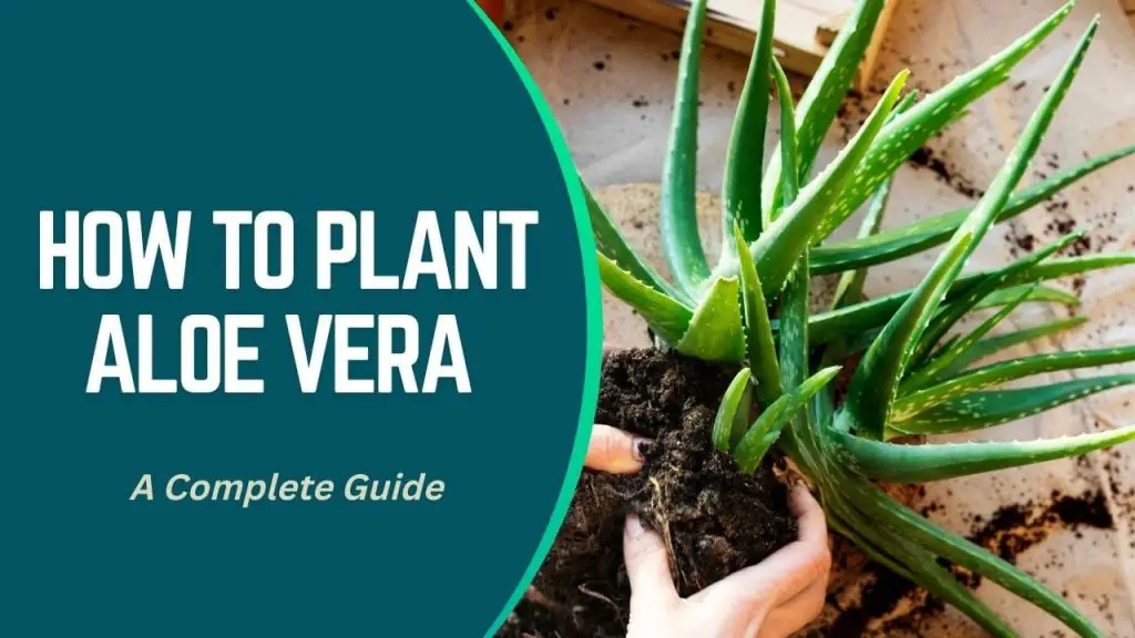 How To Plant Aloe Vera 