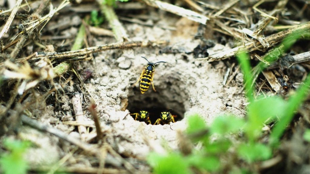 how to get rid of wasps from your yard