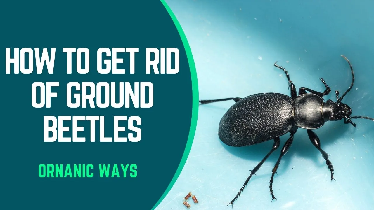How To Get Rid Of Ground Beetles