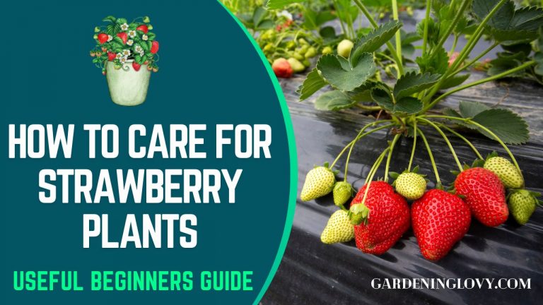 How To Care For Strawberry Plants
