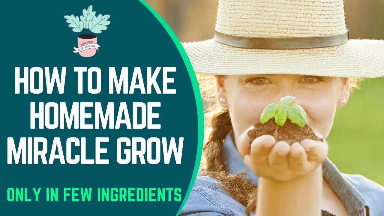 How To Make Homemade Miracle Grow