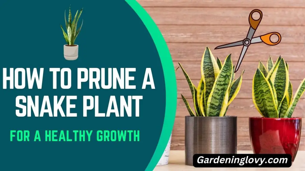 how to prune snake plants