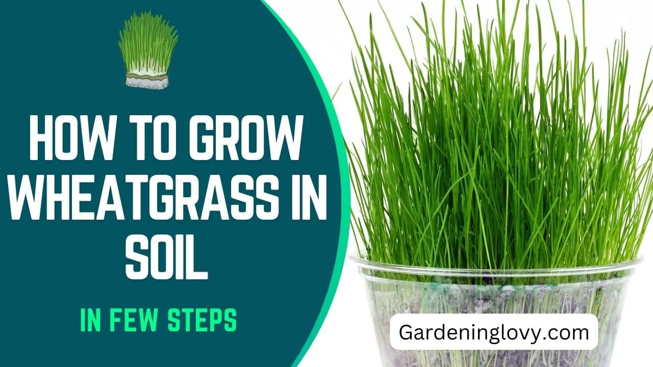 How To Grow Wheatgrass In Soil