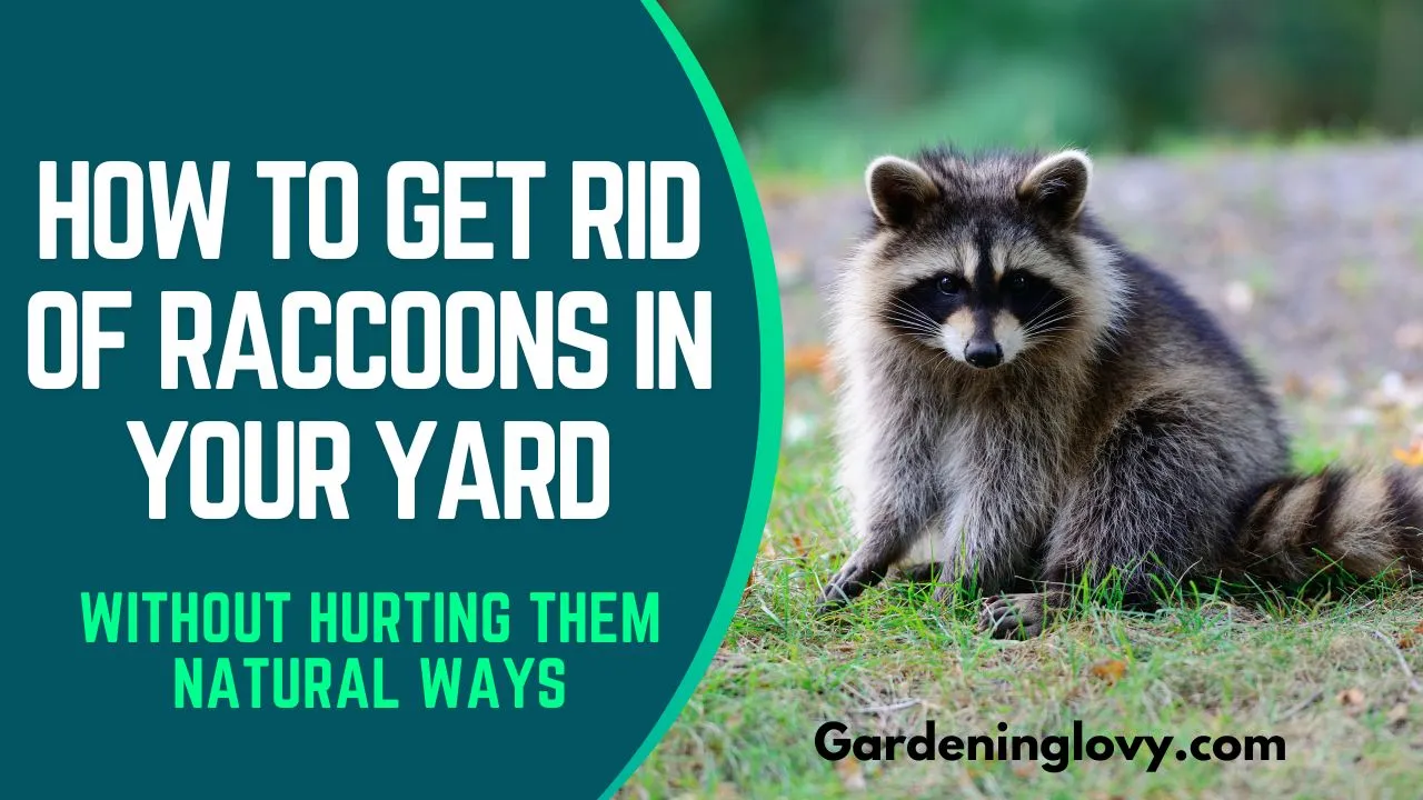 how to get rid of raccoons in your yard
