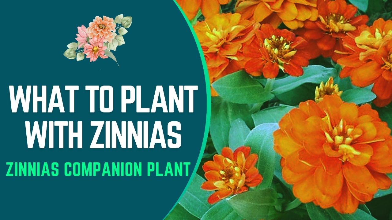 What To Plant With Zinnias