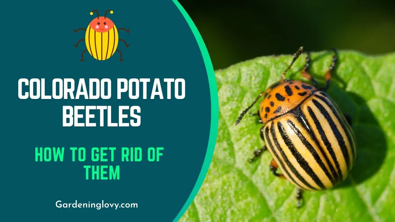 How To get rid of colorado potato beetle
