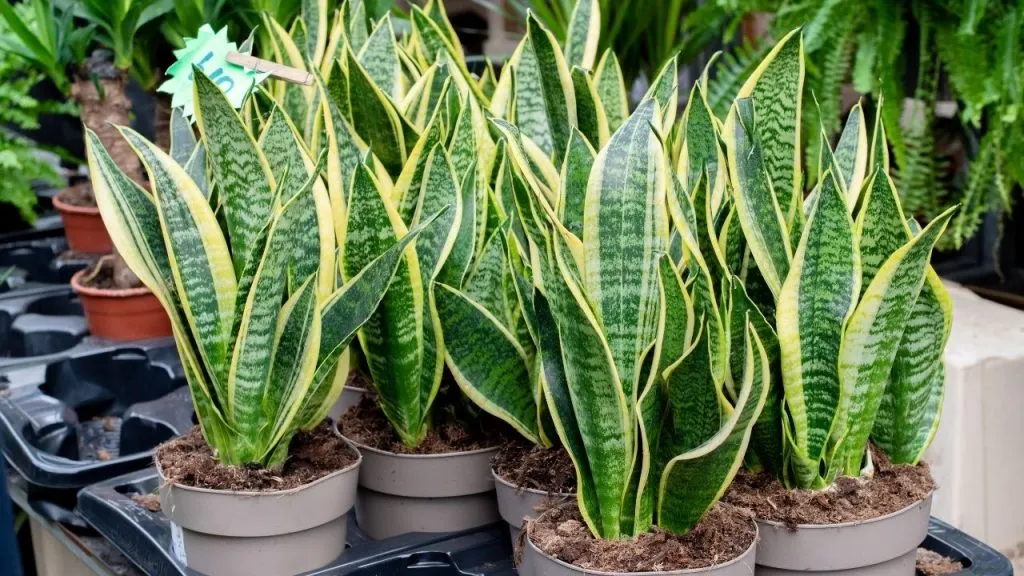 How to Care for a Snake Plant