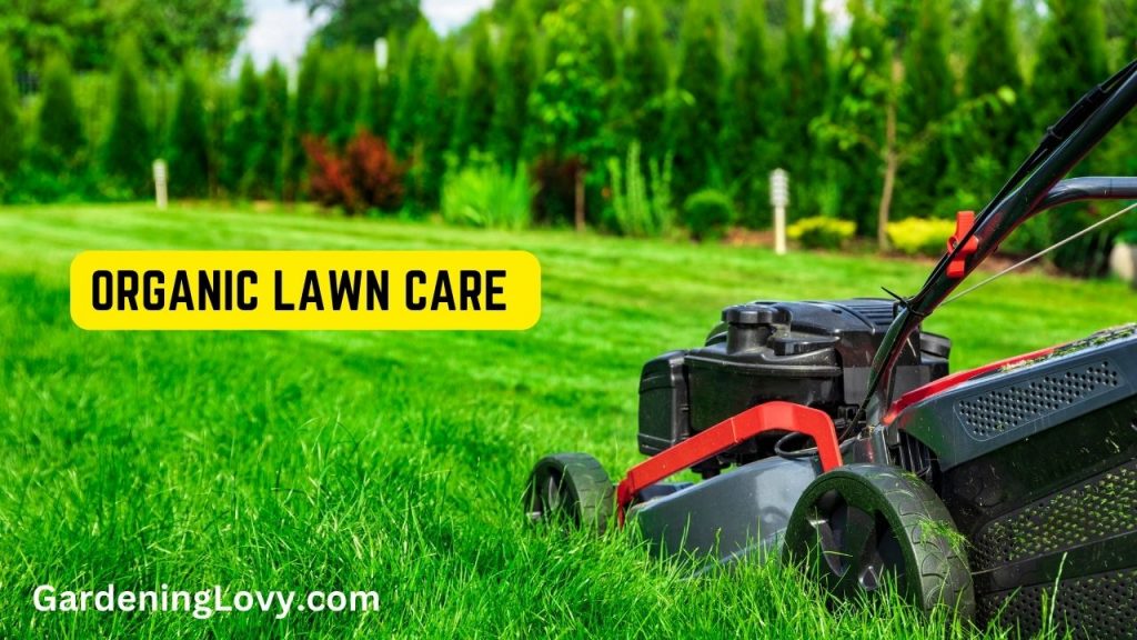 How to care for lawn without chemicals 