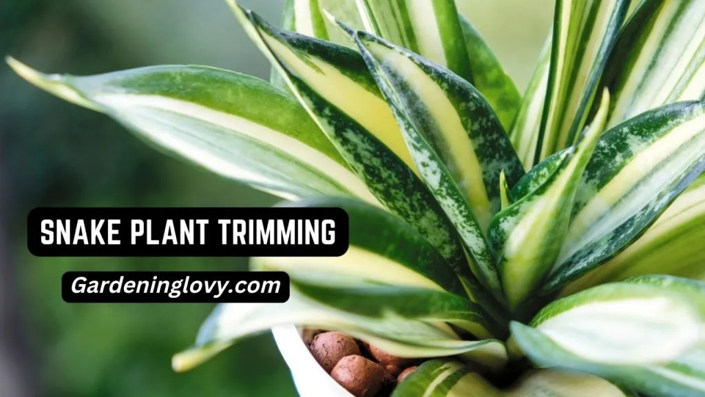 how to trim snake plants