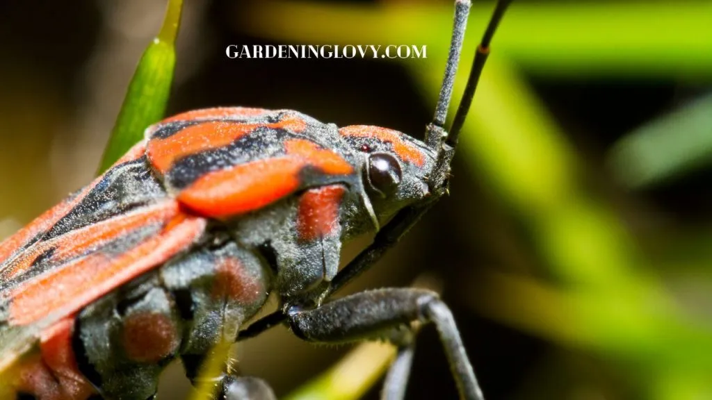 what causes chinch bugs and how to control
