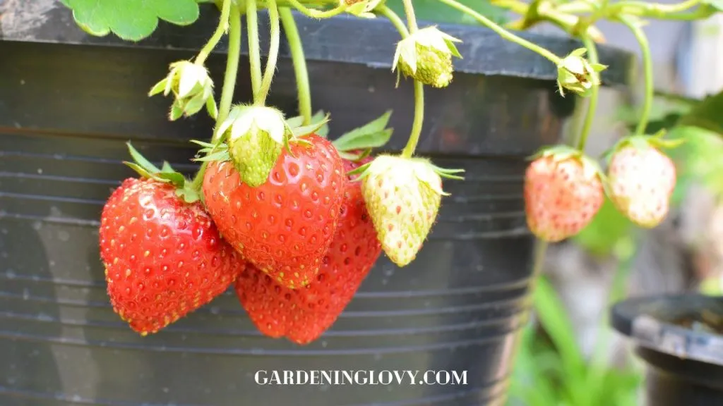 Caring Strawberry Plants and Season