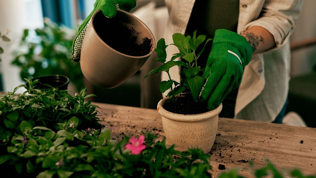 (6 Ingredients) How To Make Homemade Miracle Grow (2024)