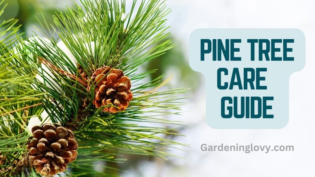 Pine tree care guide