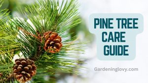 How To Care For A Pine Tree Like A Pro (5-Steps Guide)