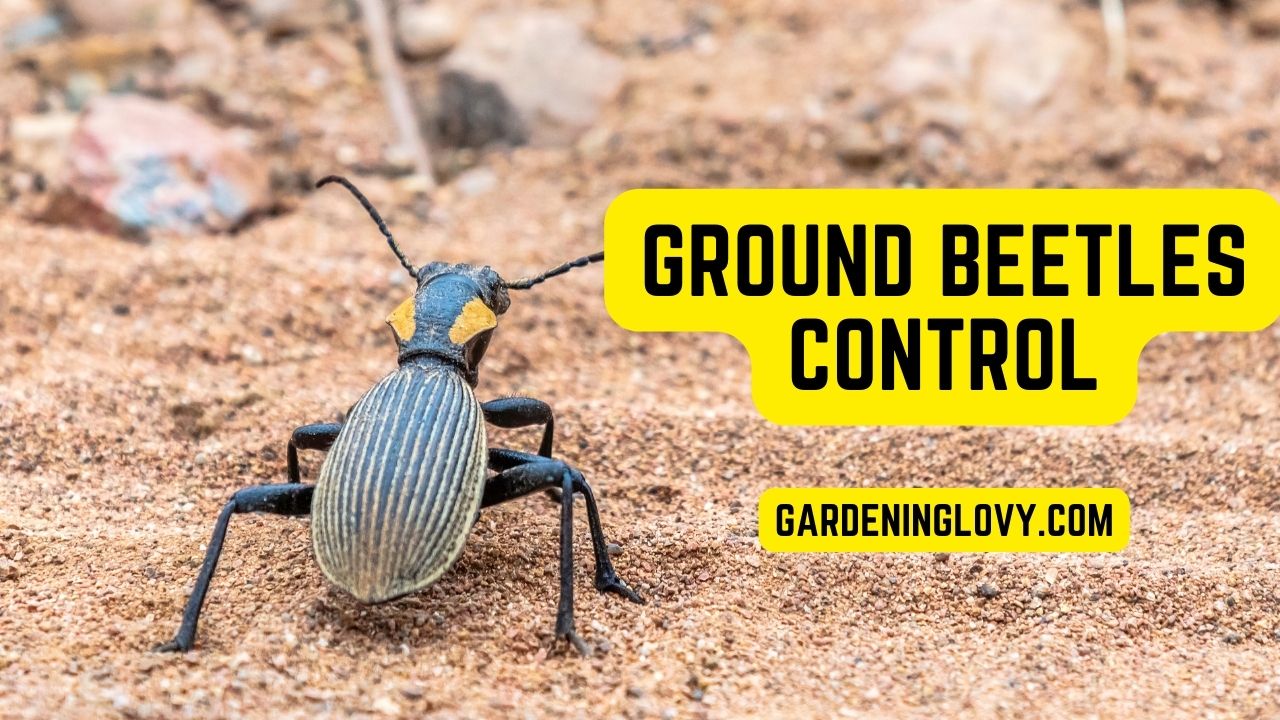 How To Get Rid Of Ground Beetles 11 Natural Carabidae Fixes