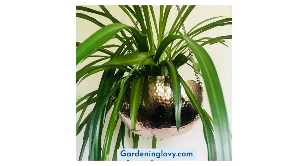 How to care spider plant indoors 