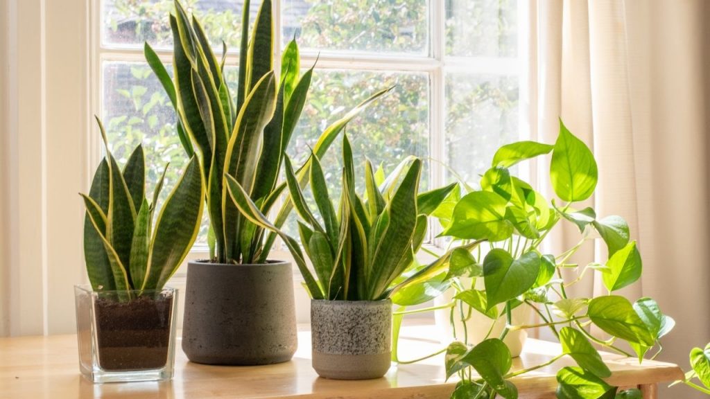 Snake Plant Placement Tips