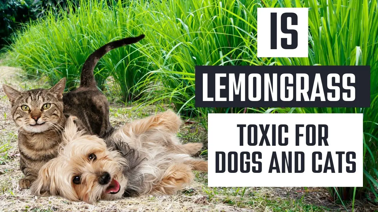 Is Lemongrass Safe for Dogs and Cats