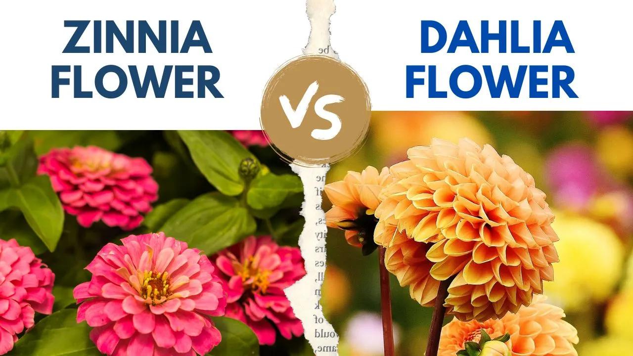 Zinnia Vs Dahlia Differences and Similarities