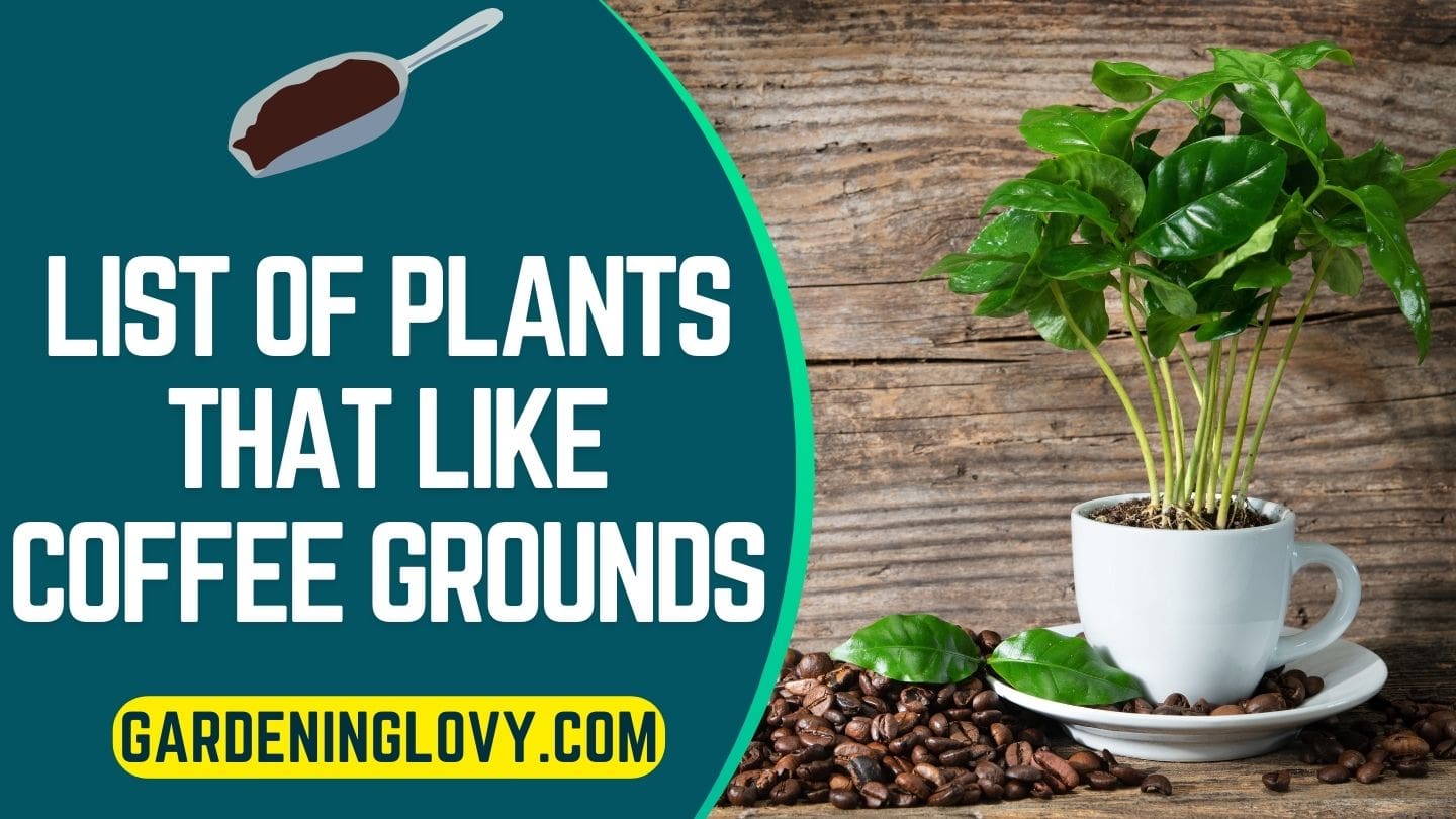 List Of Plants That Like Coffee Grounds