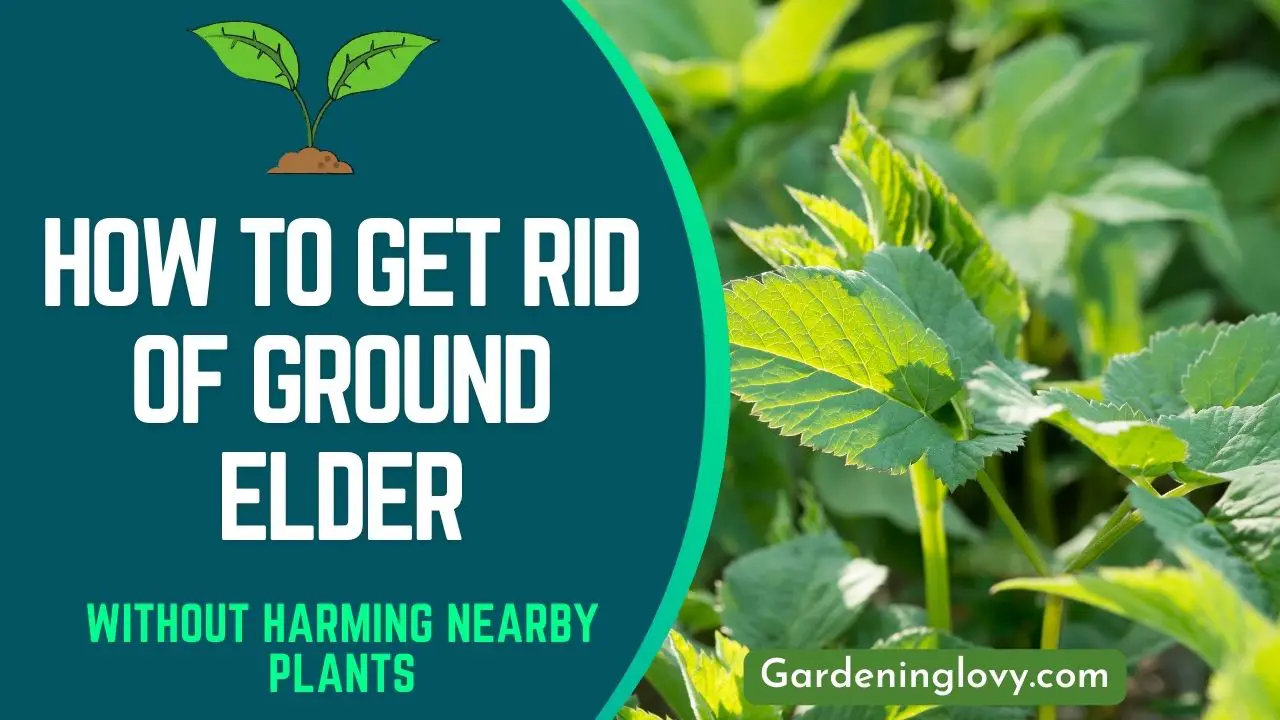 How To Get Rid Of Ground Elder