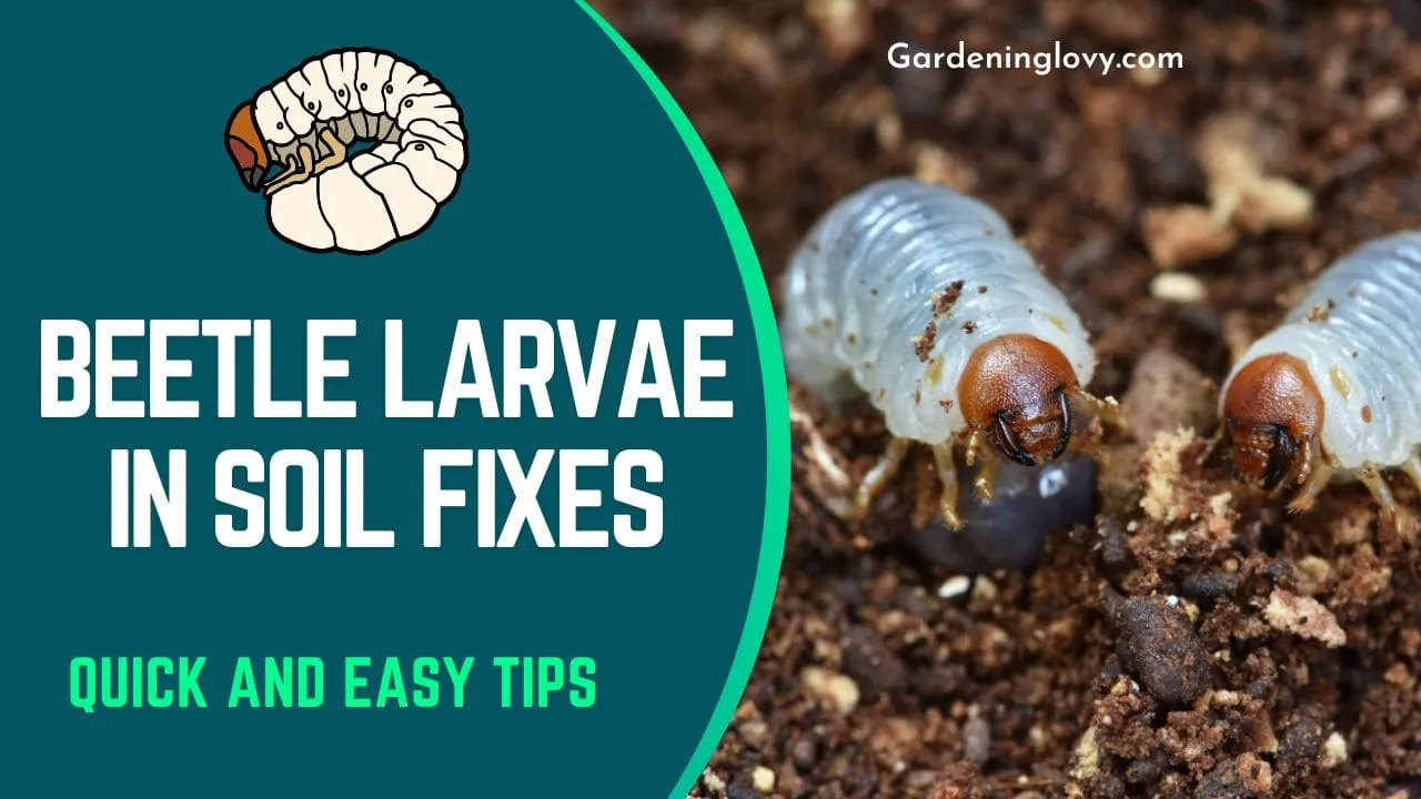 How To Get Rid Of Beetle Larvae In Soil