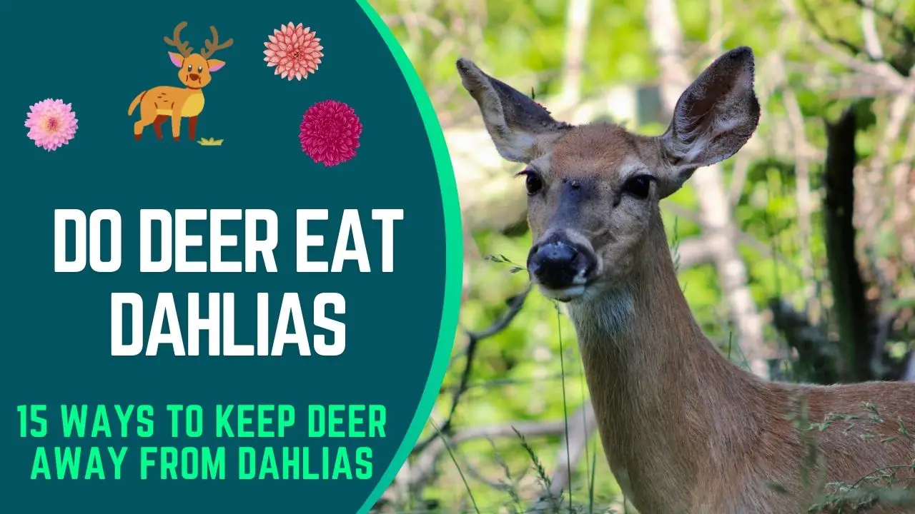 Do Deer Eat Dahlias- Ways to keep deers away