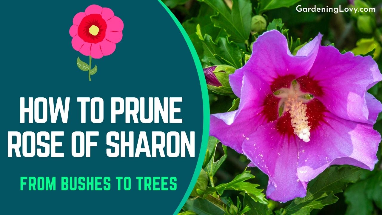 how to prune Rose of Sharon