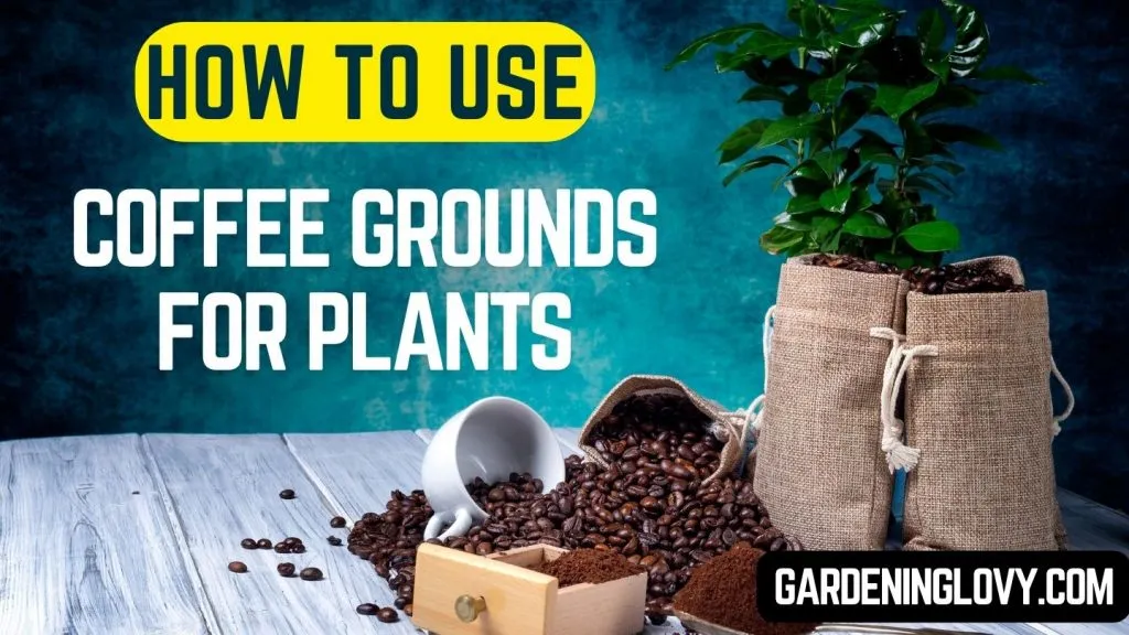 How to use Coffee Grounds For plants
