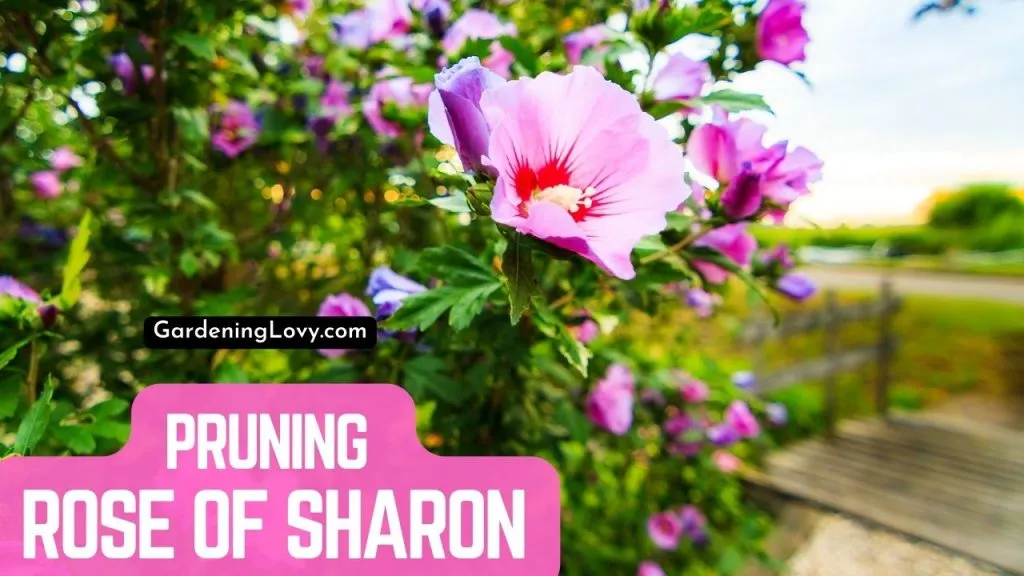 Punning Rose of Sharon 