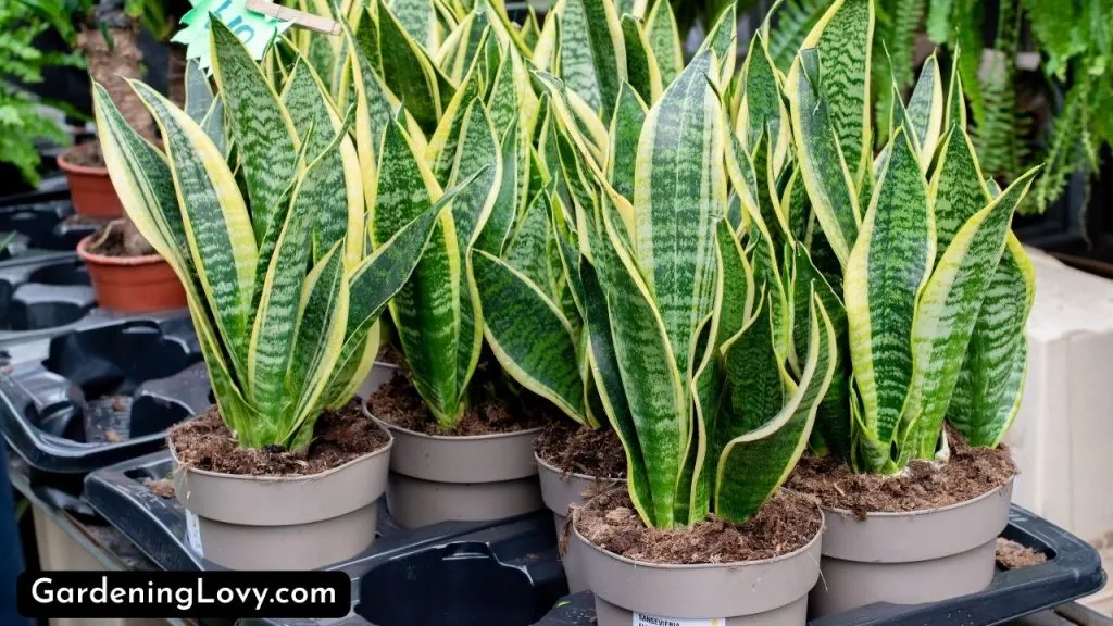 Repotting and Dividing Snake Plants