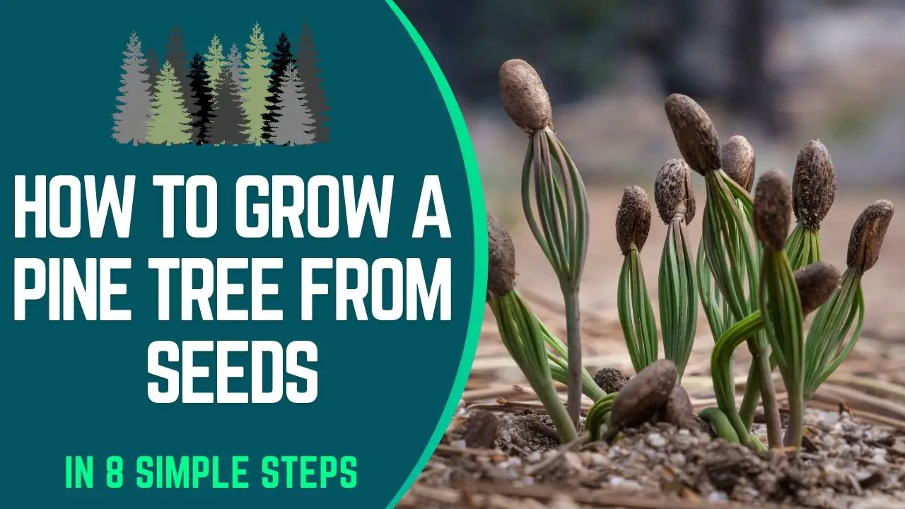 How to Grow A Pine Tree From Seeds