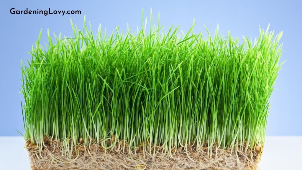 How to Keep Wheatgrass Alive