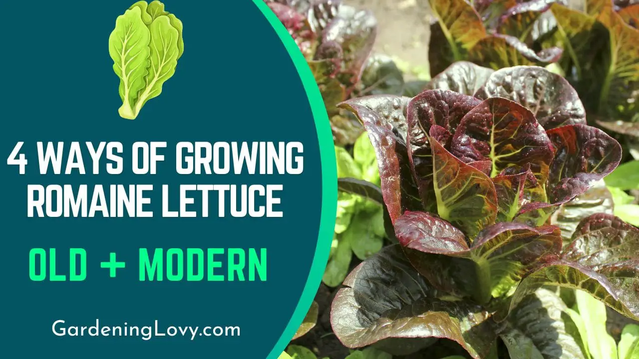 Ways of Growing Romaine Lettuce