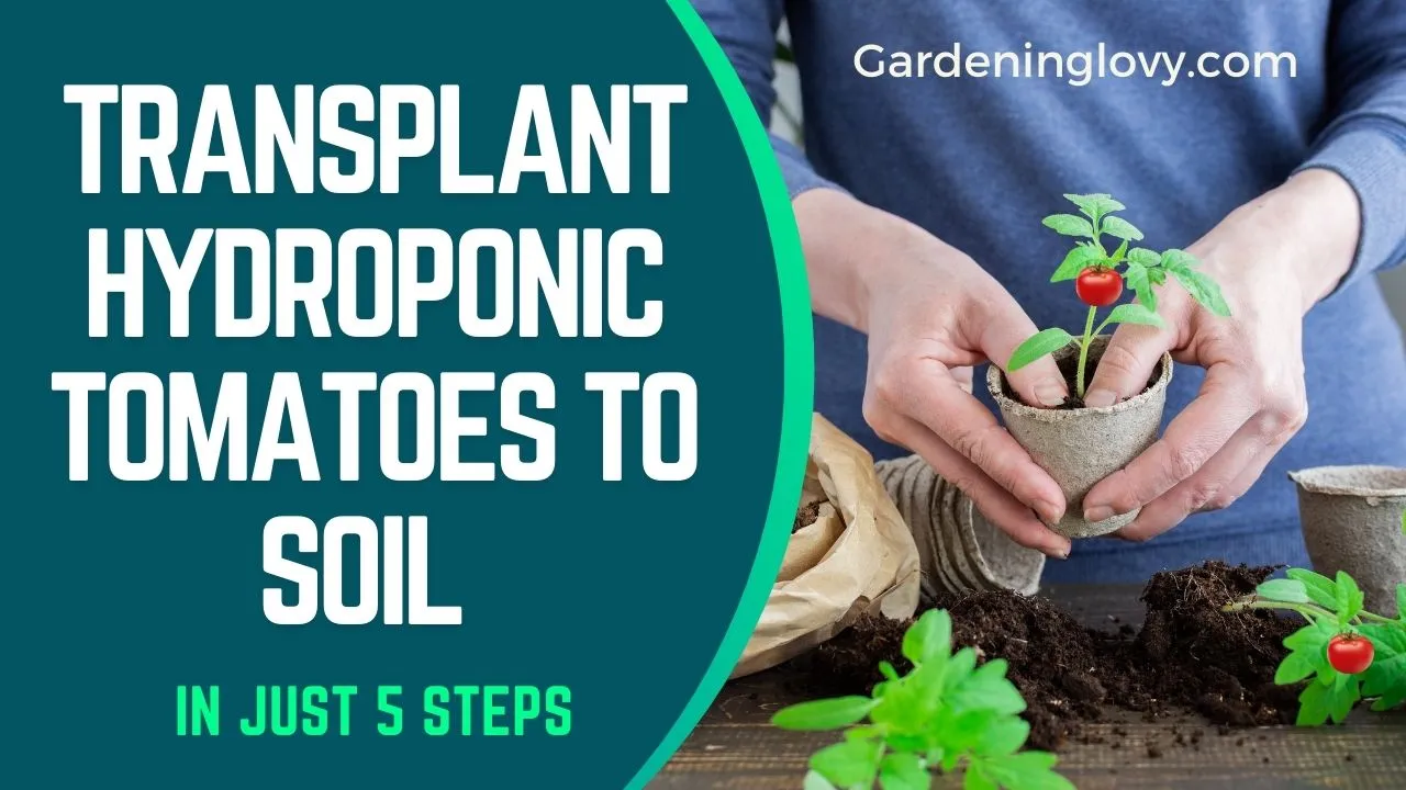 Transplanting hydroponic tomatoes to soil In 5 Easy Steps