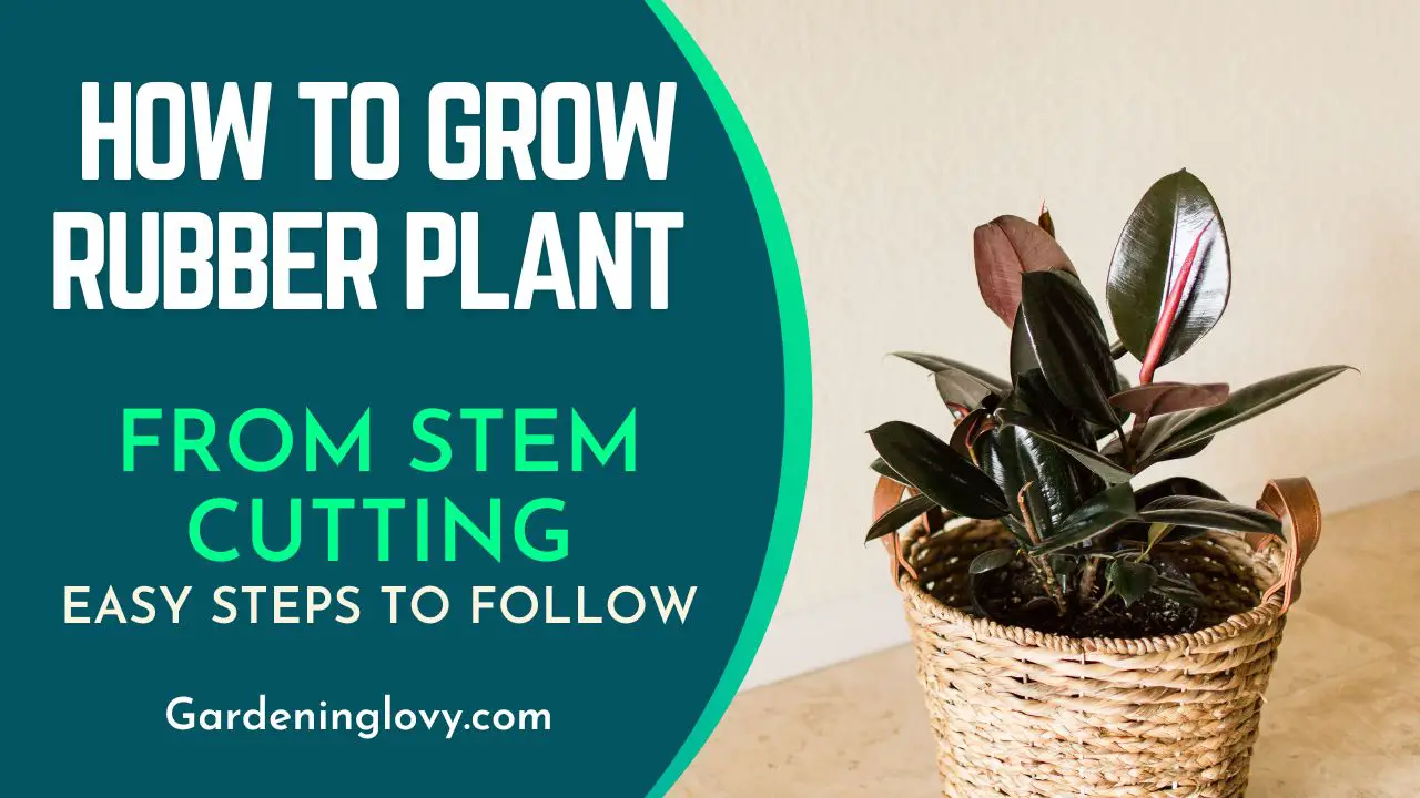 How To Grow Rubber Plant From Stem Cutting [6 Steps]