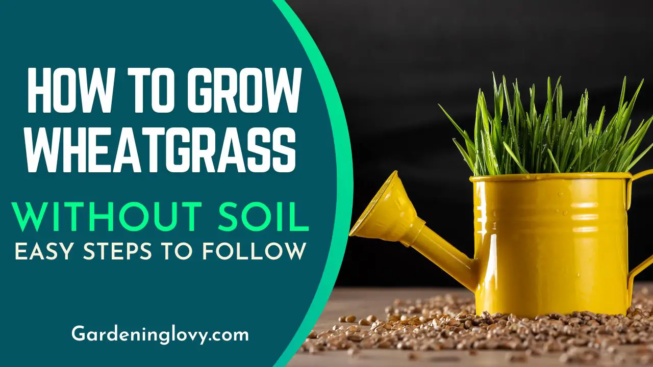 How To Grow Wheatgrass Without Soil