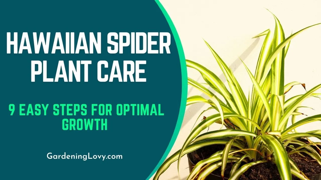 Hawaiian Spider Plant Care