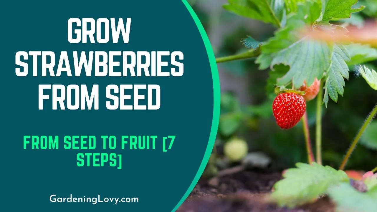 Grow Strawberries from Seed