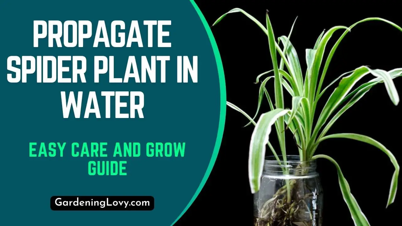 How To Propagate Spider Plant In Water