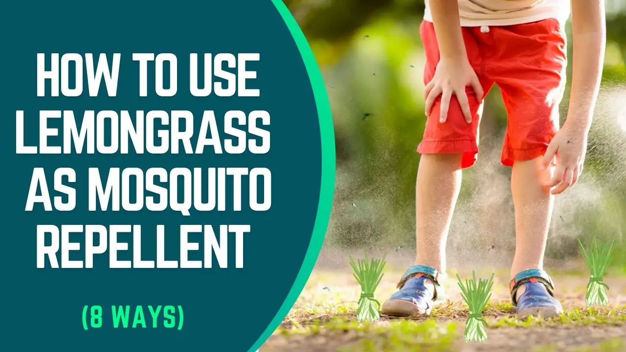 How To Use Lemongrass As Mosquito Repellent