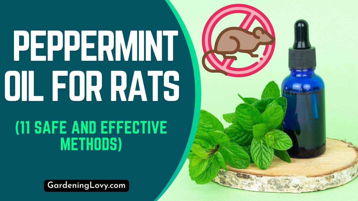 Peppermint Oil for Rats (11 Safe and Effective Methods)