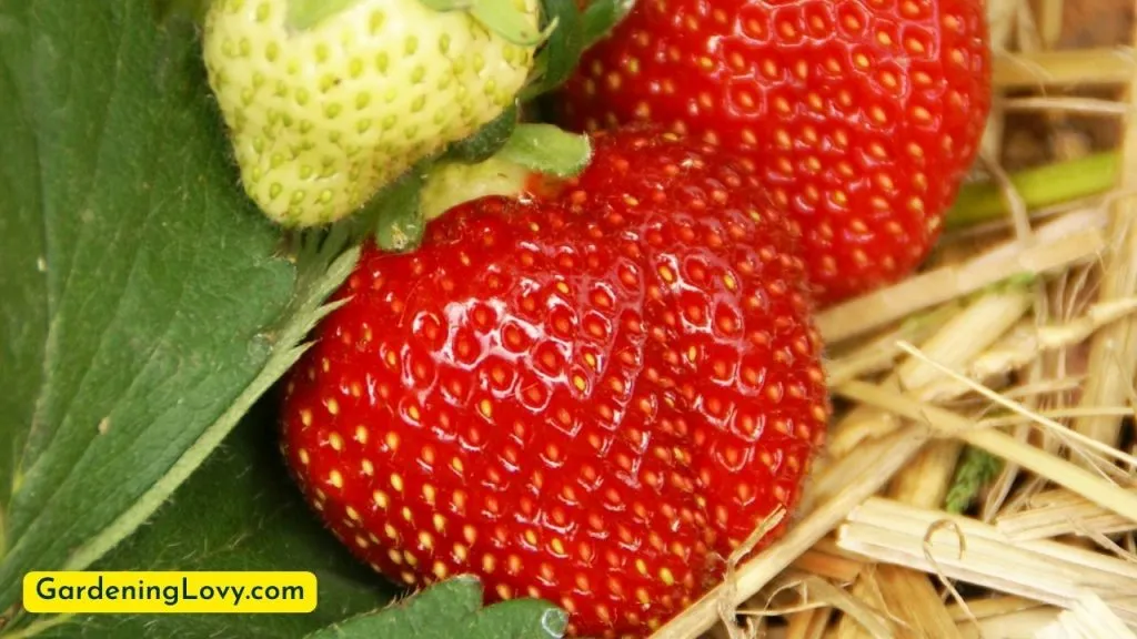 Grow Strawberries From Seeds Conditions