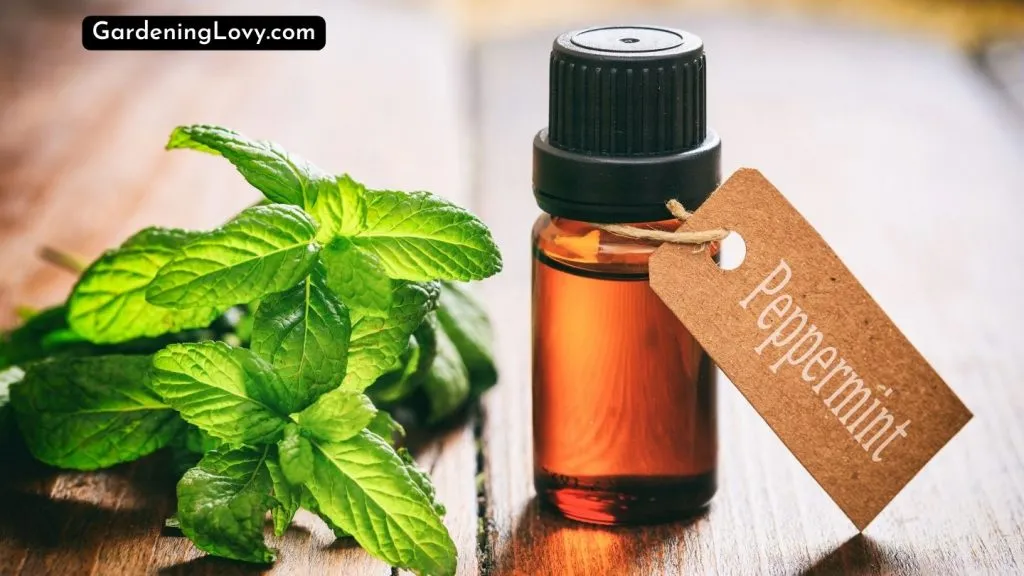 How To use Peppermint Oil For Rat Infection